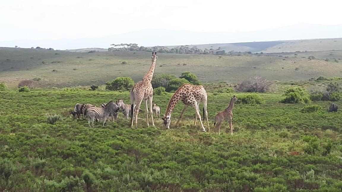 Fijnbosch Game Lodge Jeffreys Bay Exterior foto